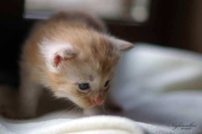 Homer Nightwalker*PL kocurek rasy Maine Coon