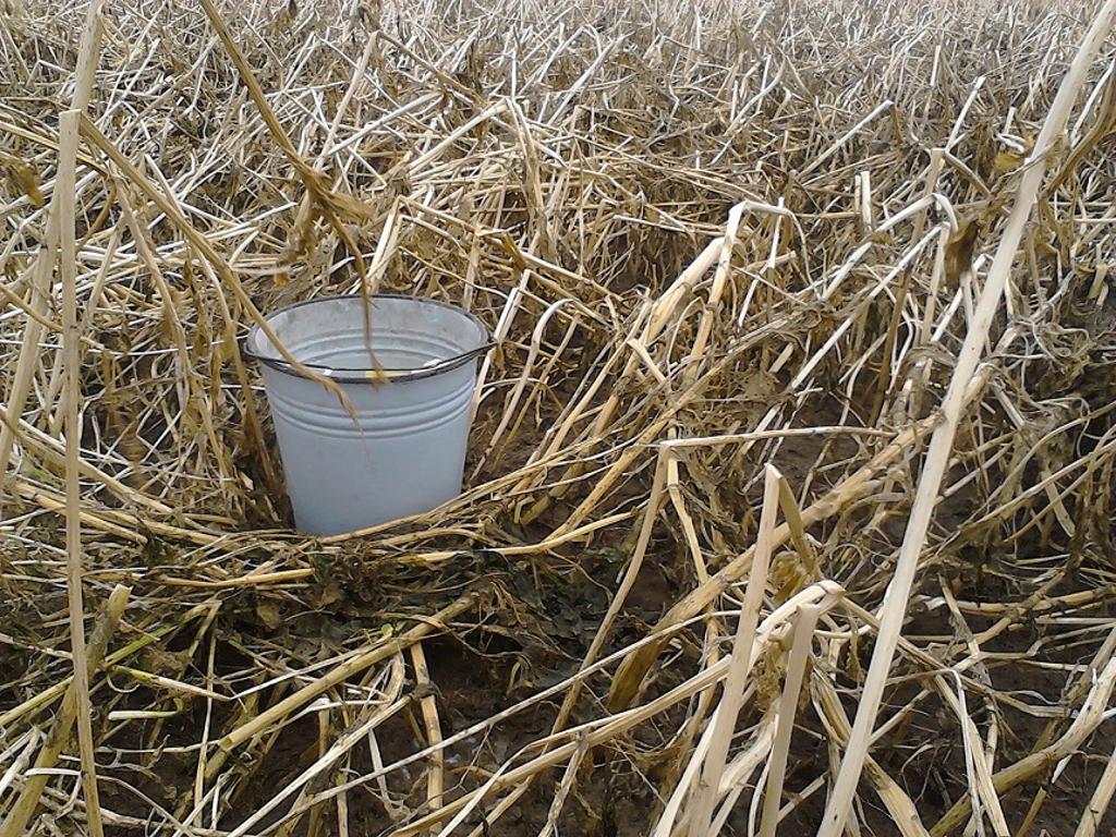 Siew Bezorkowy Strip Till Uprawa Pasowa Buraków Kukurydzy Rzepaku