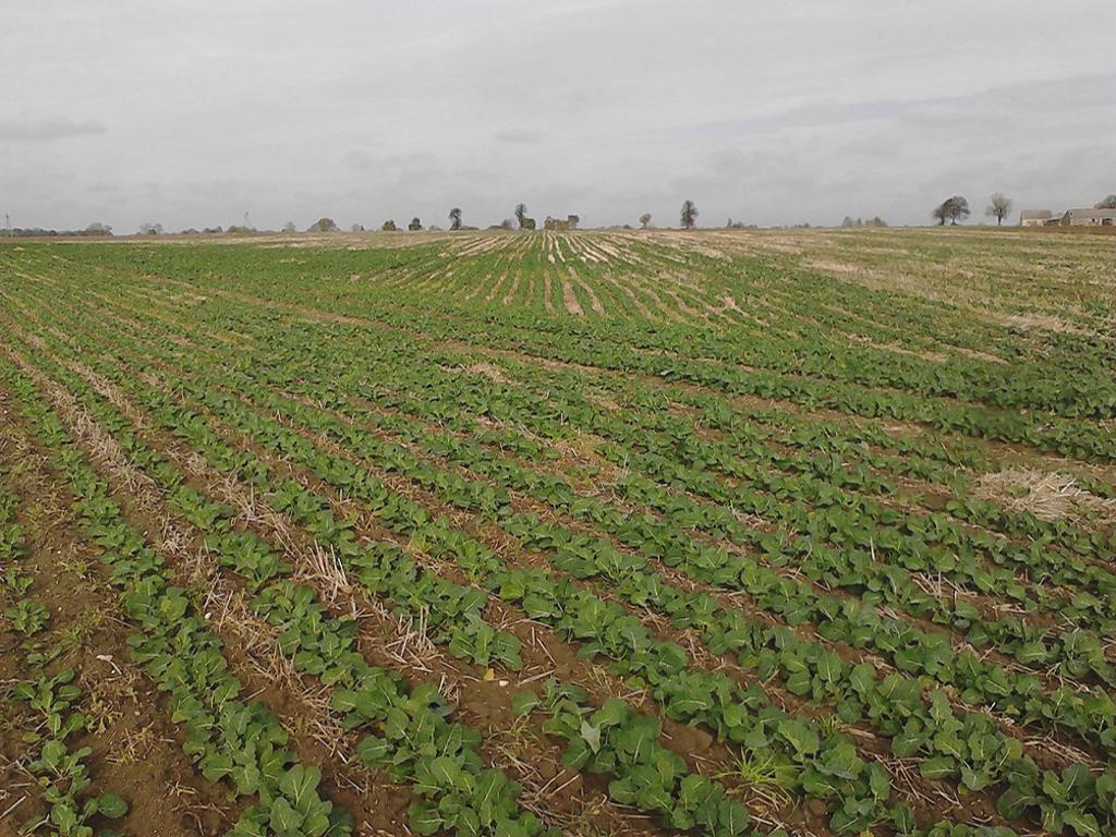 Siew Bezorkowy Strip Till Uprawa Pasowa Buraków Kukurydzy Rzepaku