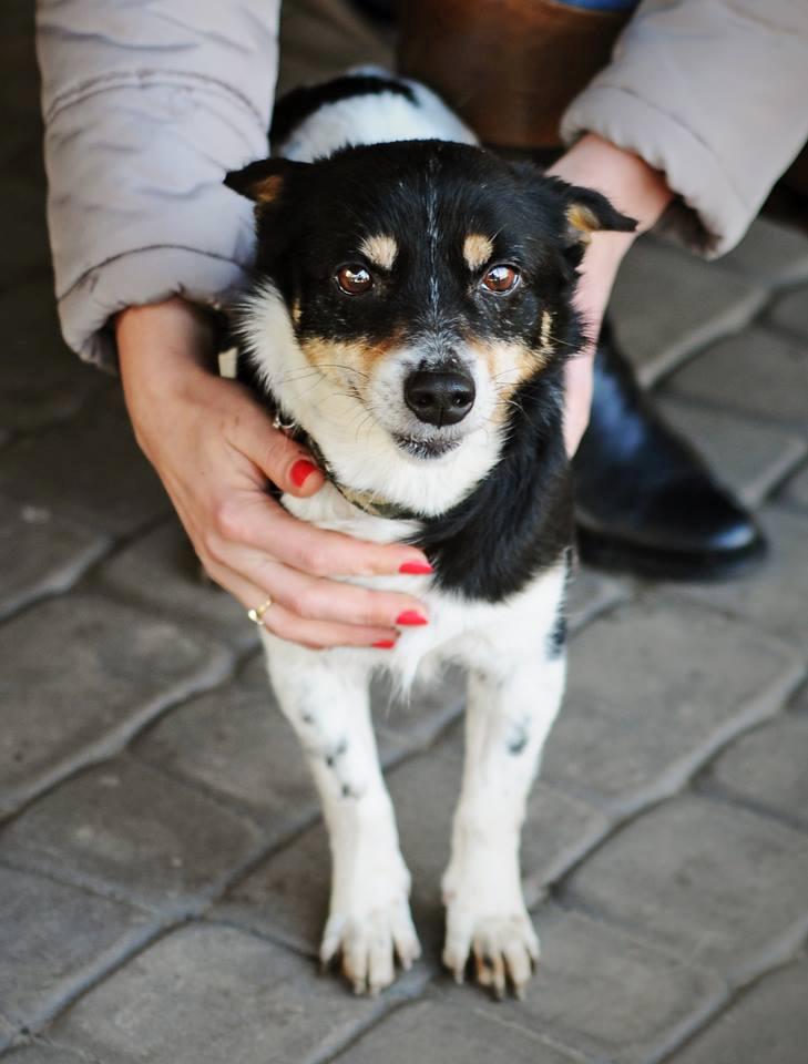 Pchełka maleńka (5 kg) do adopcji, Warszawa