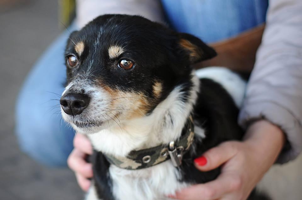 Pchełka maleńka (5 kg) do adopcji, Warszawa