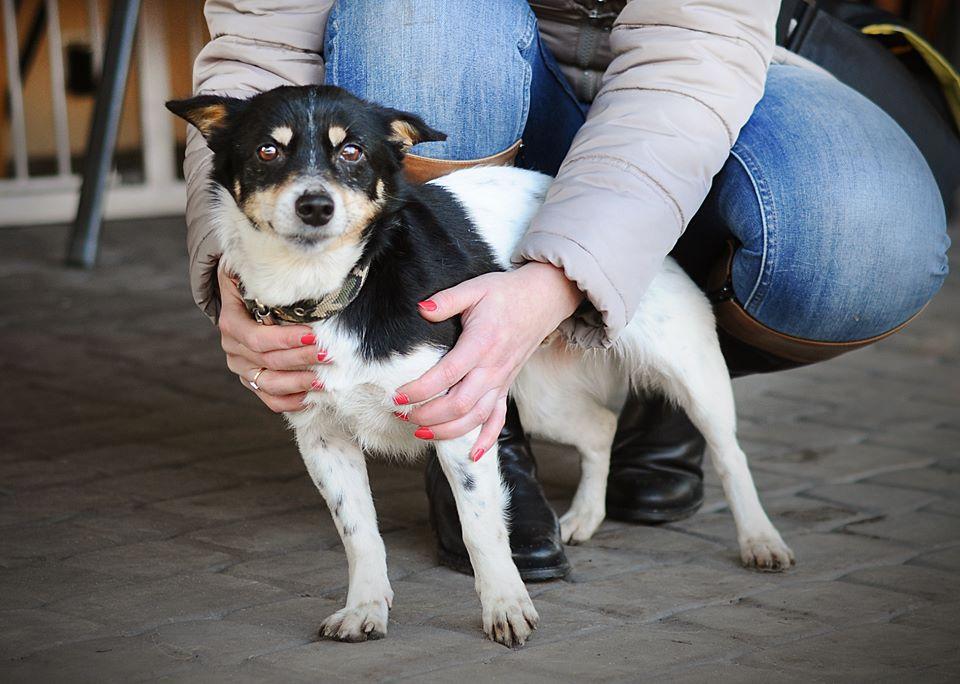 Pchełka maleńka (5 kg) do adopcji, Warszawa