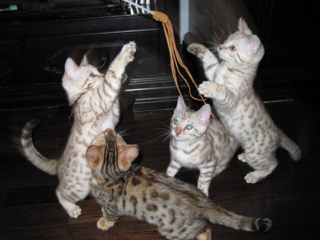 Bengalski Kot  -  kocięta śniezne bengale  Hod. Felicity Cat's  -