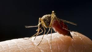 Zwalczanie komarow