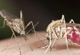 Likwidacja komarów