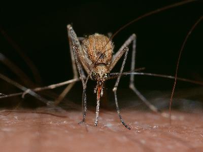 Sposoby na komary w ogrodzie