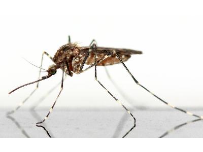 Skuteczny sposób na komary