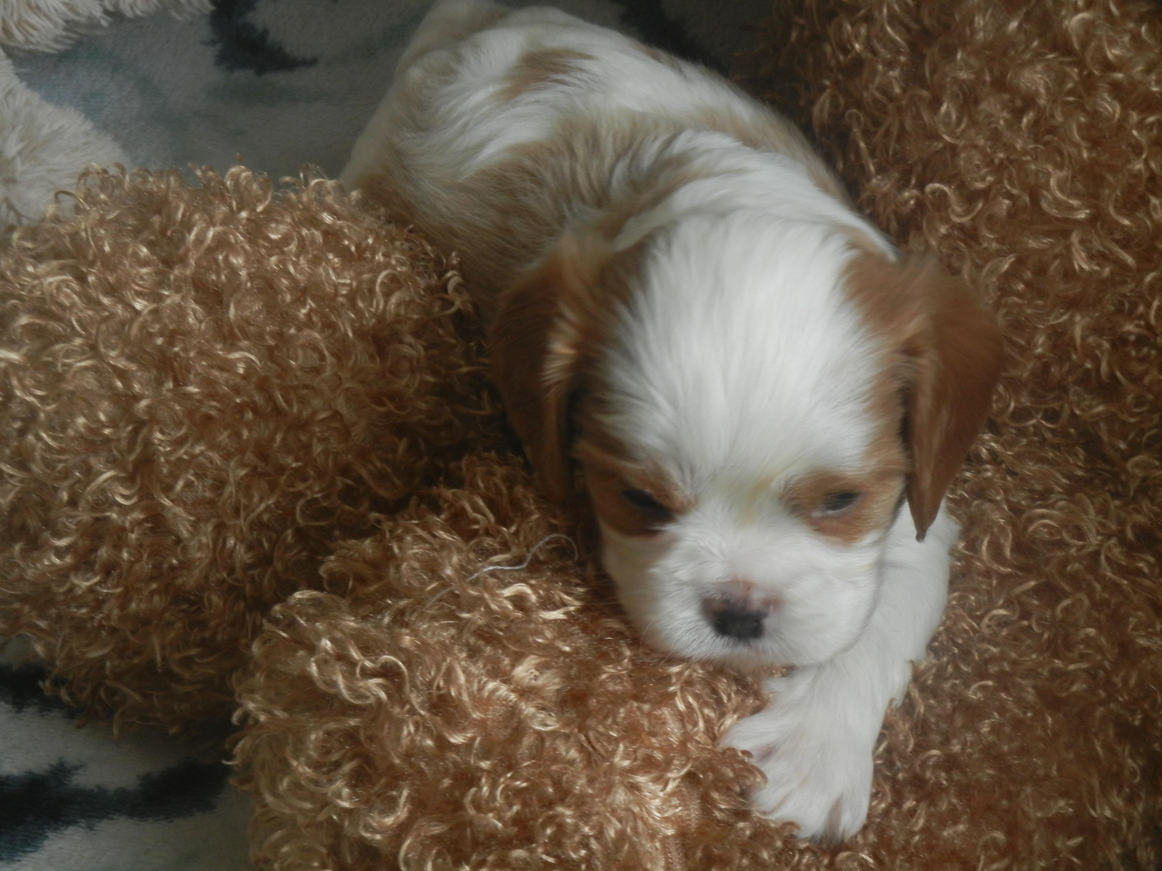 Cavalier King Charles Spaniel FCI