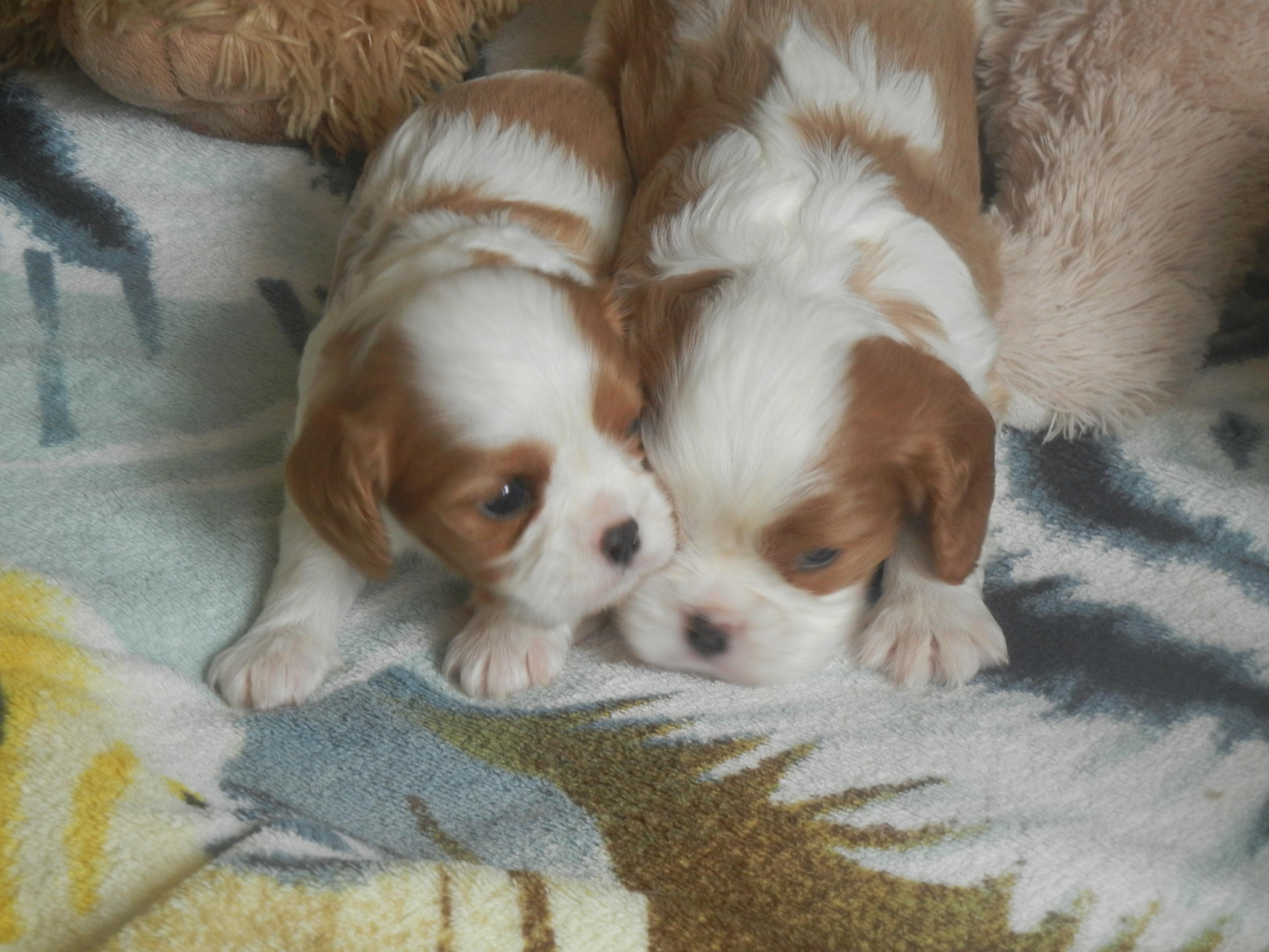 Cavalier King Charles Spaniel FCI