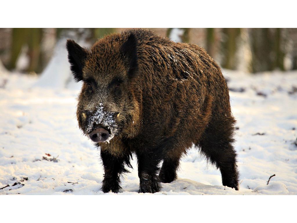 POLOWANIA Z PASJĄ, Drawsko Pomorskie, zachodniopomorskie