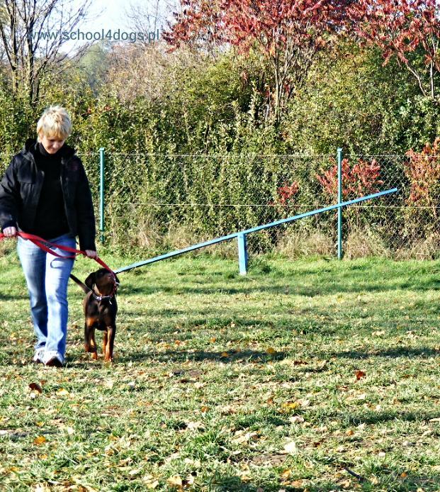 Szkolenie psów z dojazdem do klienta oraz z przechowaniem psa w hotelu