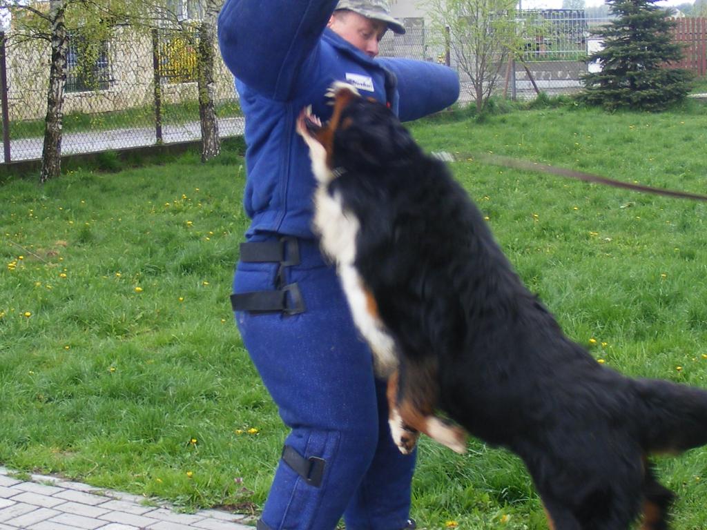 Szkolenie psów z dojazdem do klienta oraz z przechowaniem psa w hotelu