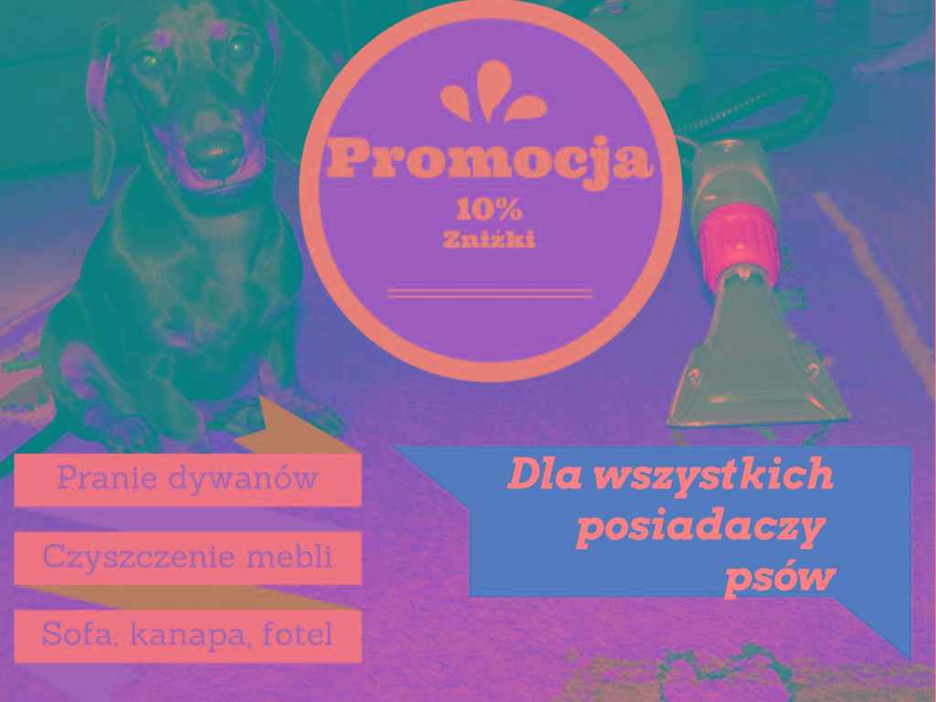 Pranie dywanów Gdańsk - promocja dla właścicieli psów