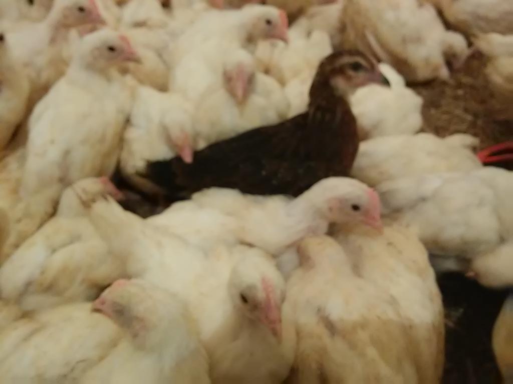 Kura młode leghorna i żółtonóżki- najwyższa nieśność, Tuchola, kujawsko-pomorskie