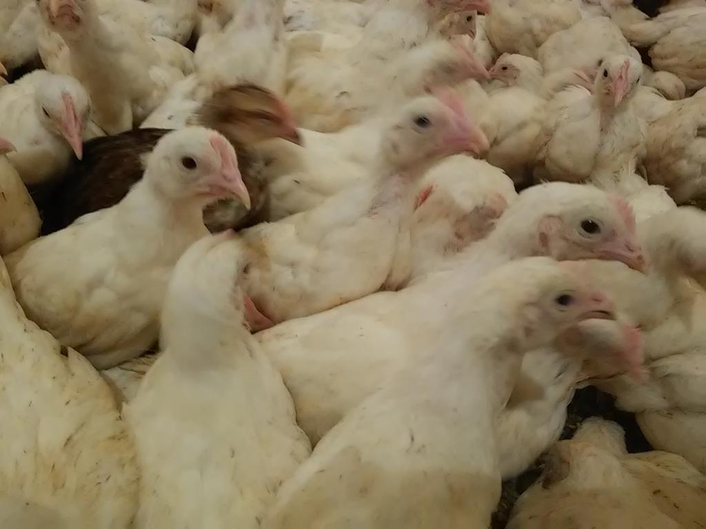 Kura młode leghorna i żółtonóżki- najwyższa nieśność, Tuchola, kujawsko-pomorskie