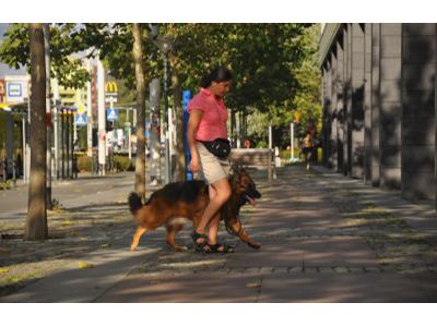 Szkolenie Psów - Pies w mieście - kliknij, aby powiększyć