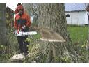 Usługi Ogrodnicze  -  koszenie traw, wycinka drzew