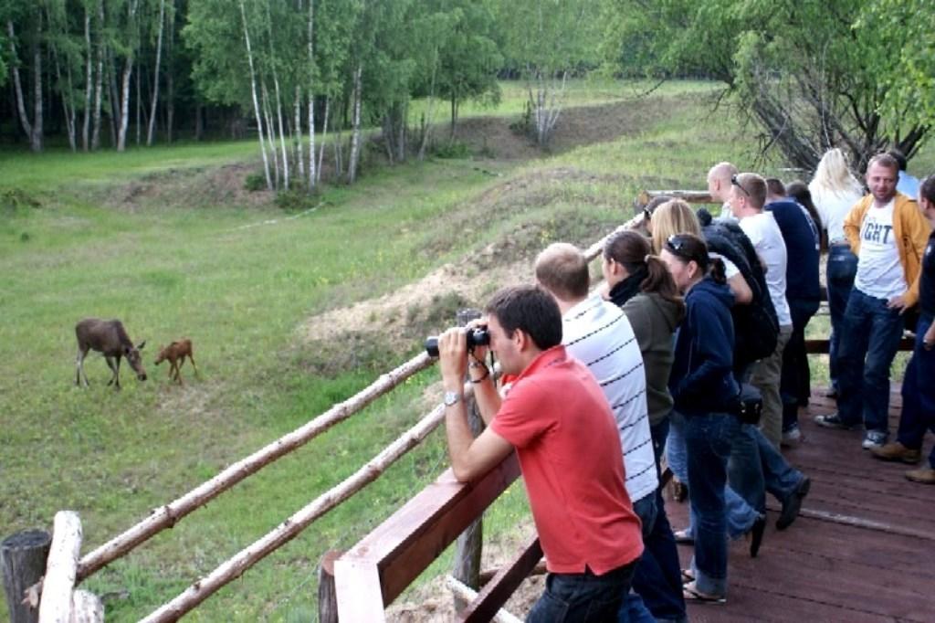 Obserwacja łosi w Parku Biebrzańskim