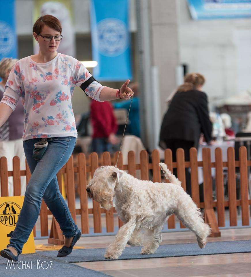 Irish Soft Coated Wheaten Terrier -Terier Pszeniczny -ZAPOWIEDŹ MIOTU, Lublin, lubelskie