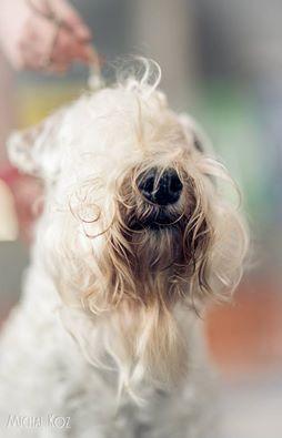 Irish Soft Coated Wheaten Terrier -Terier Pszeniczny -ZAPOWIEDŹ MIOTU, Lublin, lubelskie