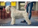 Irish Soft Coated Wheaten Terrier  - Terier Pszeniczny  - ZAPOWIEDŹ MIOTU