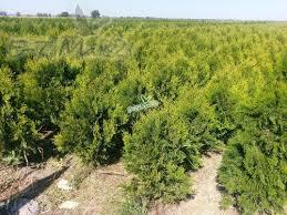 Budowa, Gdańsk, pomorskie