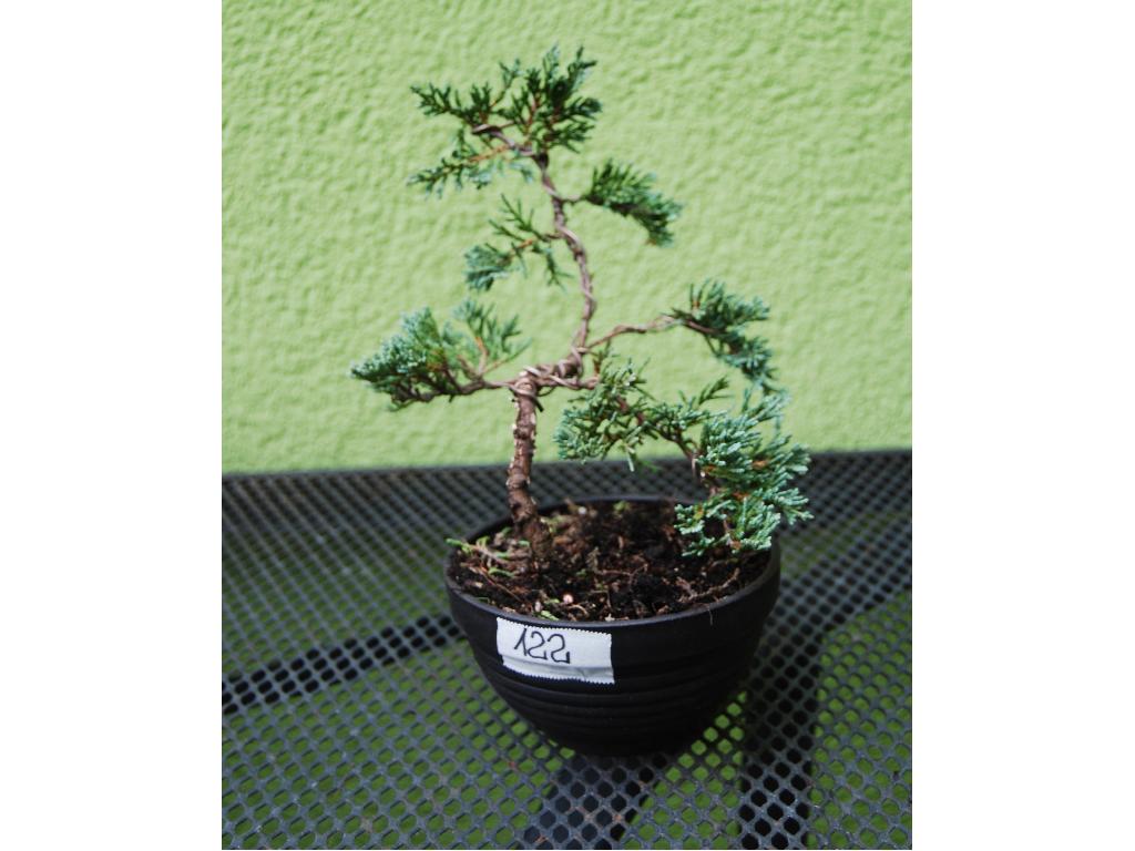 Bonsai.sklep24.org