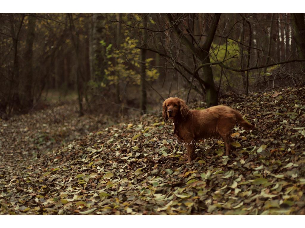 Fotografia,grafika, Konin, Poznań, wielkopolskie