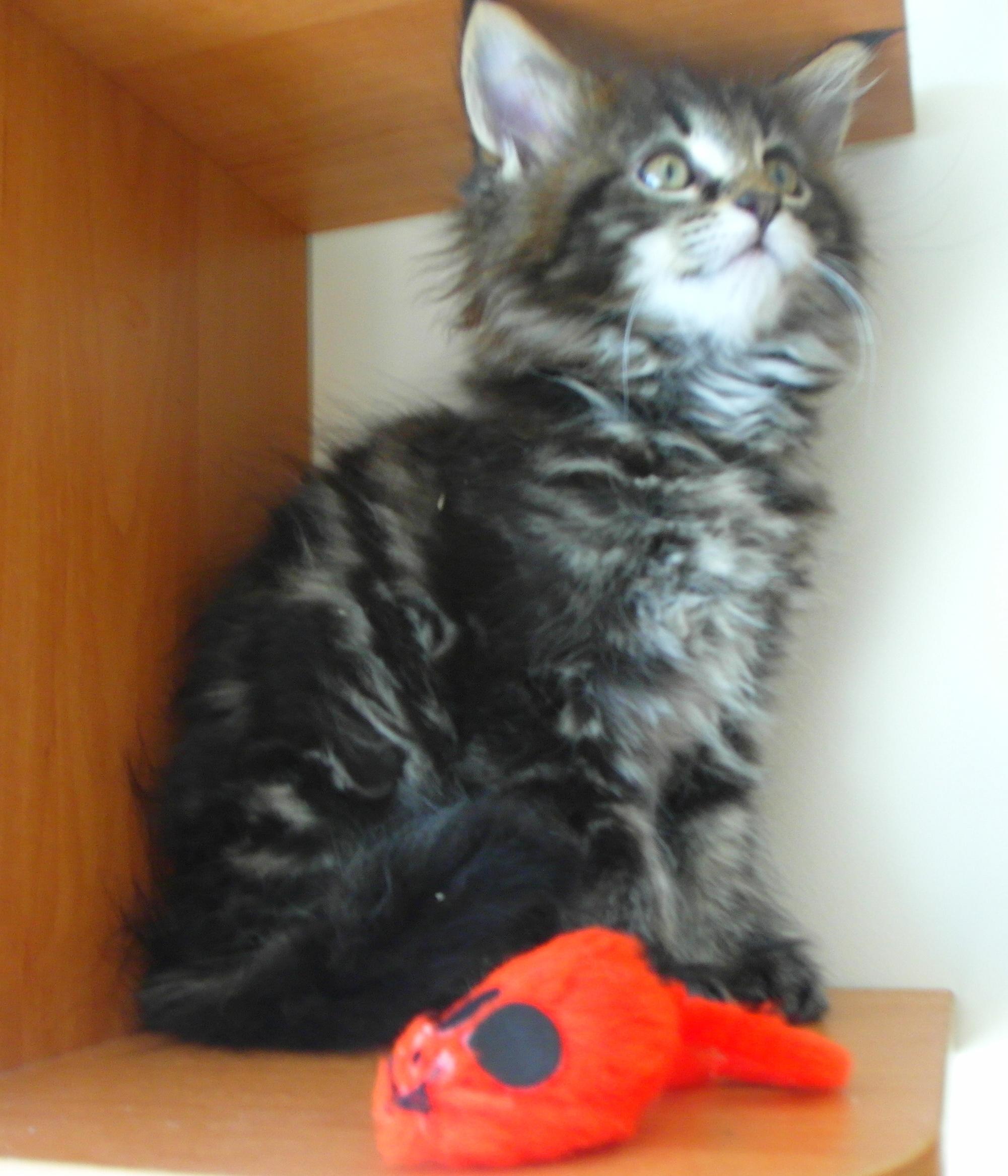 Koty maine coon