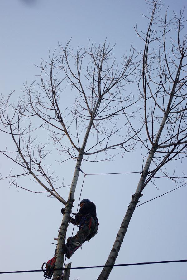 Wycinka alpinistyczna, cięcia pielęnacyjne, formowanie korony, Andrychów, Wadowice, Kęty, Bielsko-Biała, małopolskie