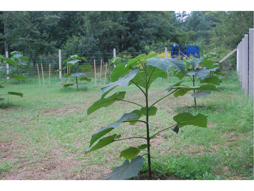 Drzewa tlenowe - Paulownia, Warszawa, mazowieckie