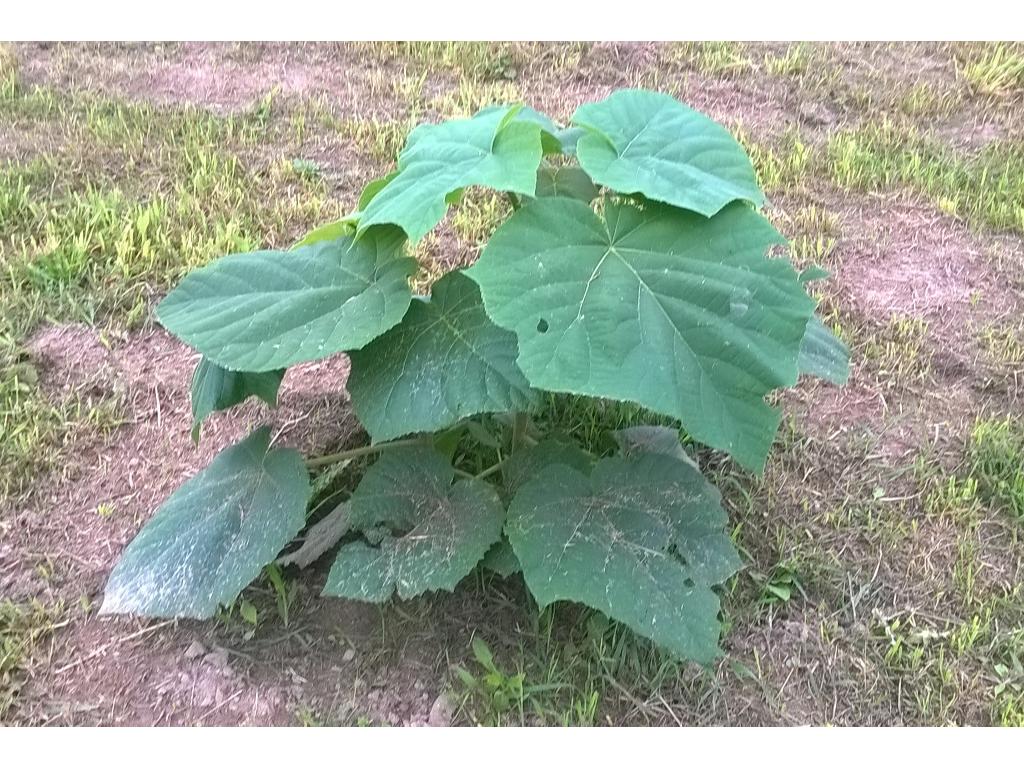 Drzewa tlenowe - Paulownia, Warszawa, mazowieckie