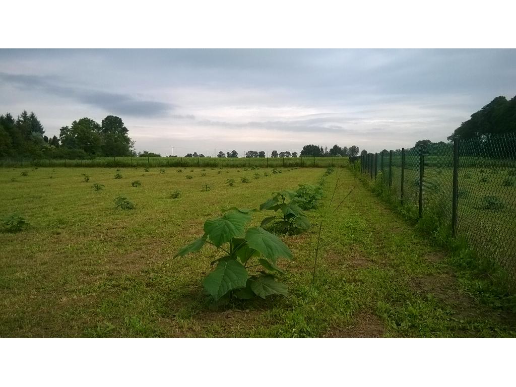 Drzewa tlenowe - Paulownia, Warszawa, mazowieckie