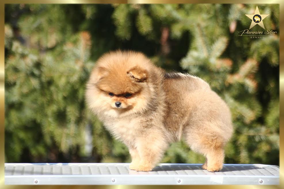 Pomeranian Spitz