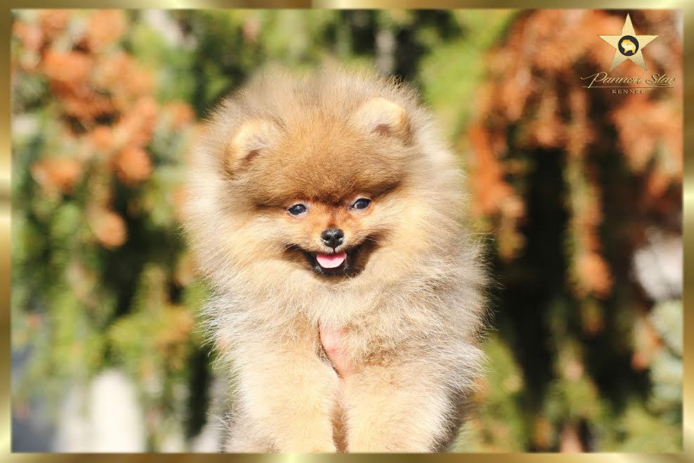 Pomeranian Spitz