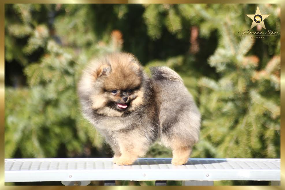 Pomeranian Spitz