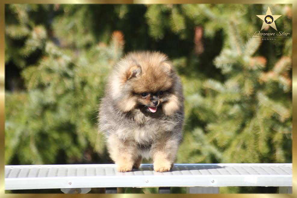 Pomeranian Spitz