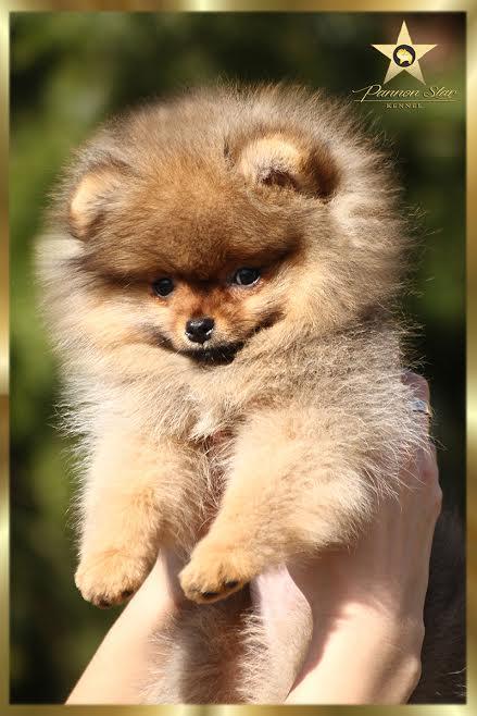 Pomeranian Spitz