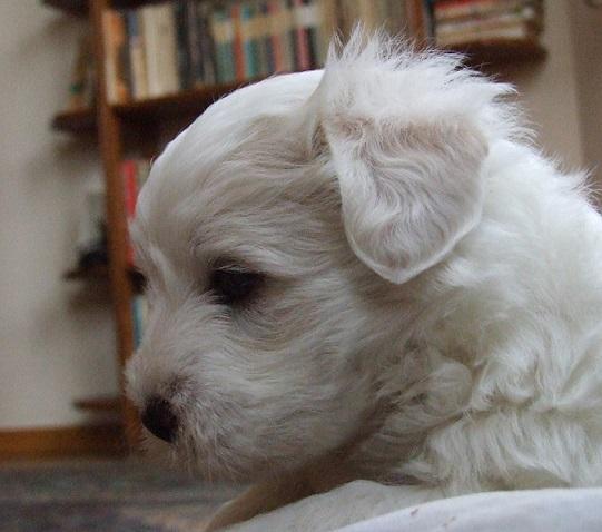 Coton de Tulear  -  szczenięta po doskonałych rodzicach.