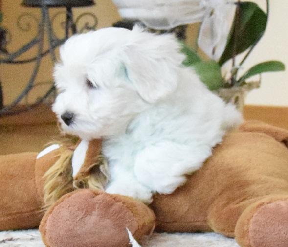 Coton de Tulear  -  szczenięta po doskonałych rodzicach.