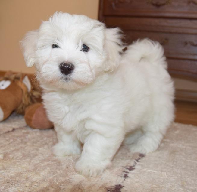 Coton de Tulear  -  szczenięta po doskonałych rodzicach.