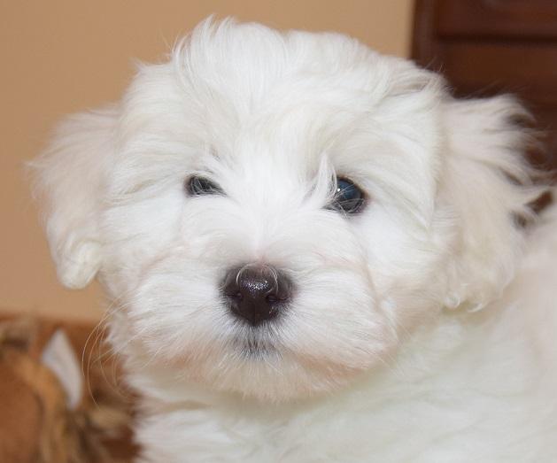 Coton de Tulear  -  szczenięta po doskonałych rodzicach.