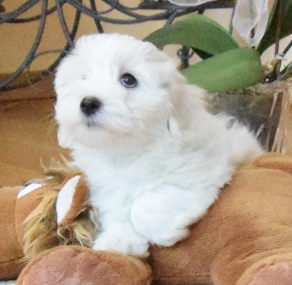 Coton de Tulear  -  szczenięta po doskonałych rodzicach.