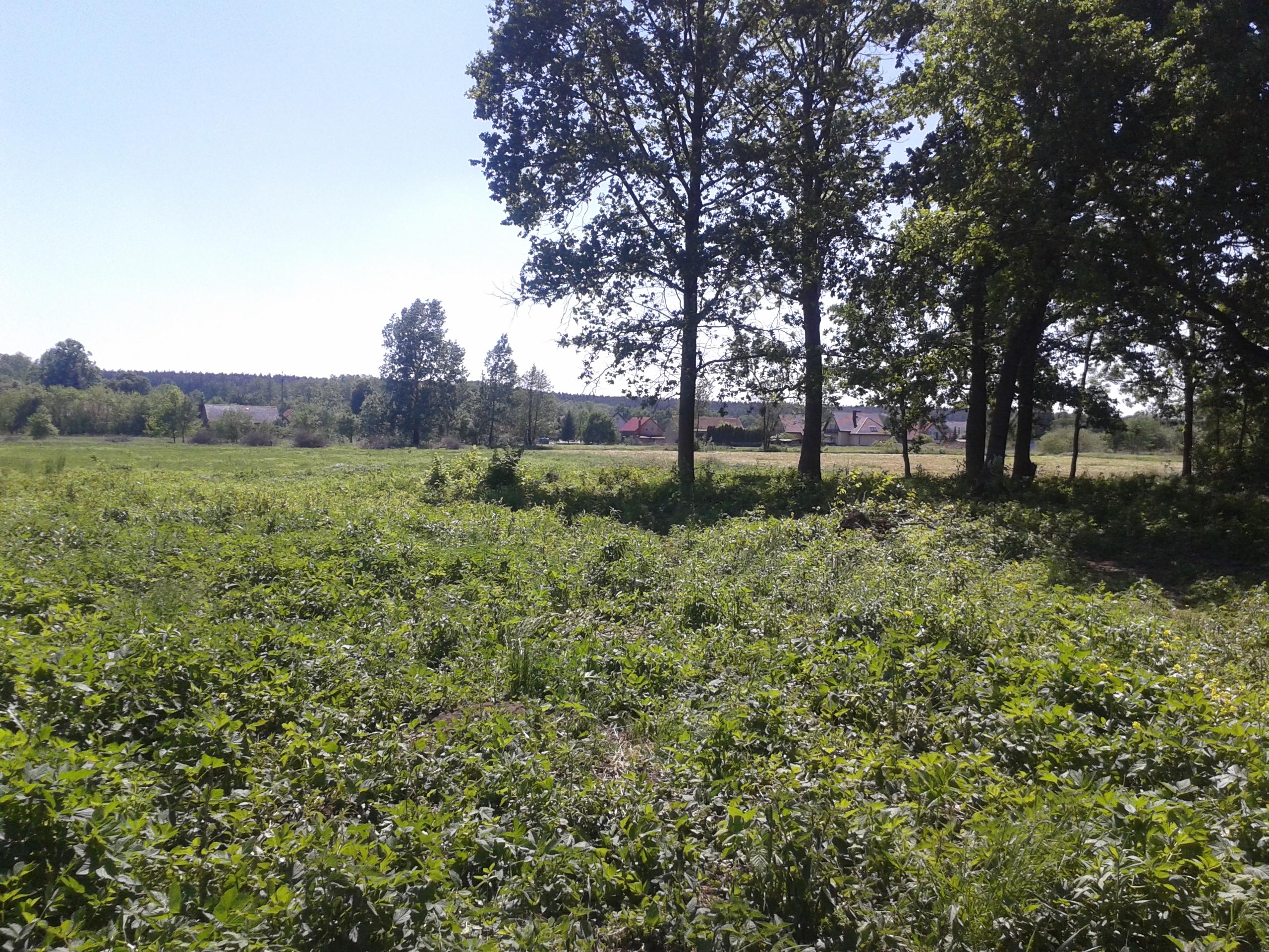 Działki budowlane 10 i 12 arów w Pieszkowie 7km od Lubina, woj. dolnośląskie