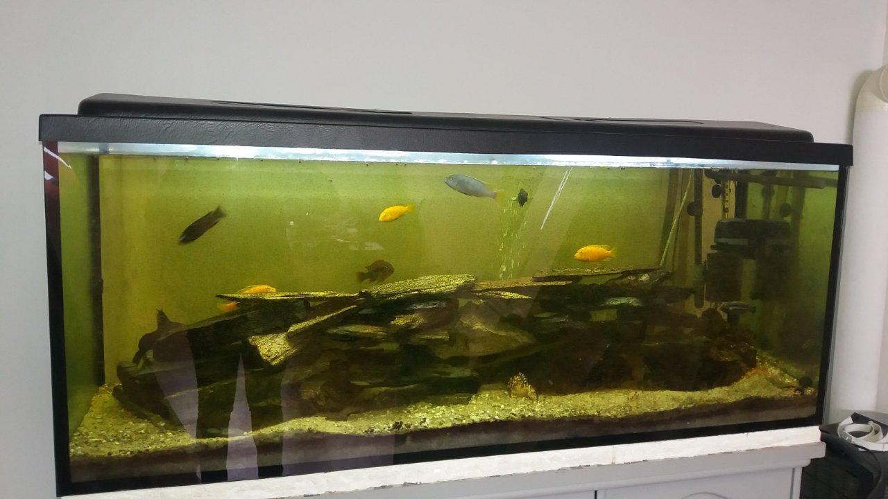 Bardzo zaniedbane akwarium z pyszczakami w biurze