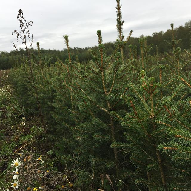 PIĘKNE SADZONKI świerk pospolity na choinki plantacja srebrny żywopłot