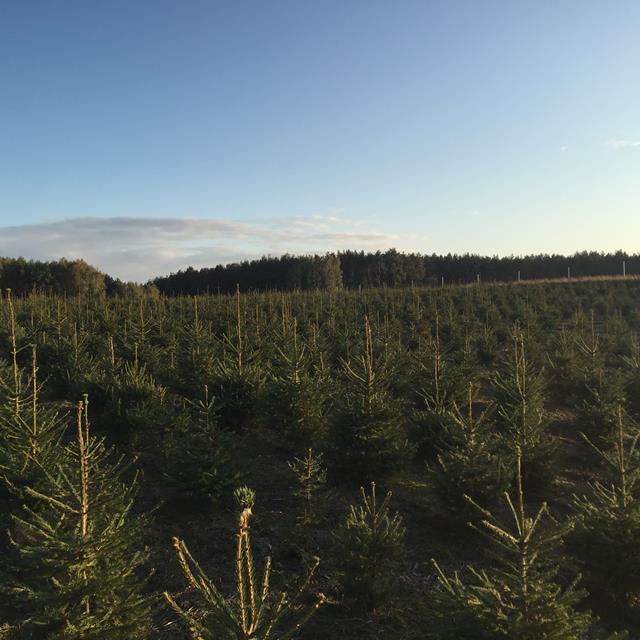 PIĘKNE SADZONKI świerk pospolity na choinki plantacja srebrny żywopłot