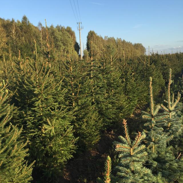 PIĘKNE SADZONKI świerk pospolity na choinki plantacja srebrny żywopłot