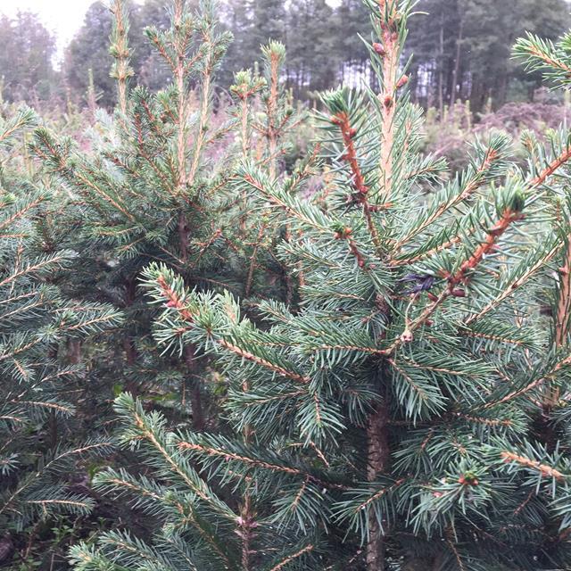 PIĘKNE SADZONKI świerk pospolity na choinki plantacja srebrny żywopłot