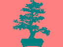 Drzewka bonsai Złotów